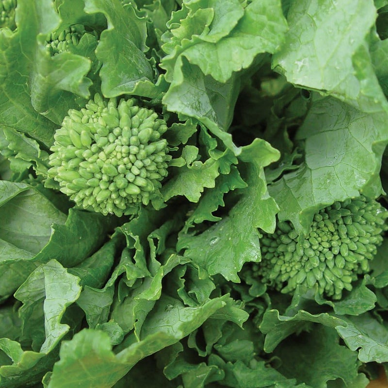 Burpee Raab Spring Broccoli Seeds 400 seeds - Image 1