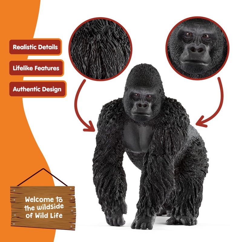 Schleich تمثال غوريلا ذكر واقعي من شلايش وايلد لايف - لعبة غوريلا ذكر مفصلة وأصلية للأطفال للبنين والبنات للتعليم والخيال واللعب، هدية متينة للغاية للأطفال من عمر 3 سنوات فما فوق - Image 4