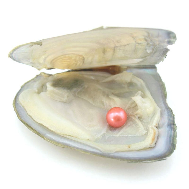 ingsi 10PC Freshwater Pearl Cultured Love Wish Pearl Oyster with Round Pearl Inside for Pearl Gift Fun for Children Family Friends Party Oyster with Pearls Inside(6-8mm, 10PC) - Image 2