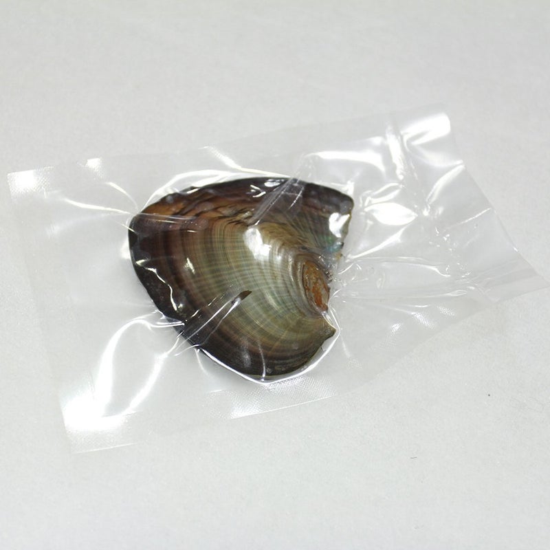 ingsi 10PC Freshwater Pearl Cultured Love Wish Pearl Oyster with Round Pearl Inside for Pearl Gift Fun for Children Family Friends Party Oyster with Pearls Inside(6-8mm, 10PC) - Image 5