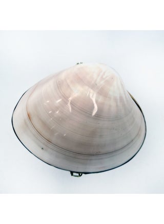 Pearlized Clam Shell Wallet - pzsku/Z5395E91DD559CD86BBF9Z/45/_/1736972055/044b1436-e984-4790-b157-14d5e3411ea3