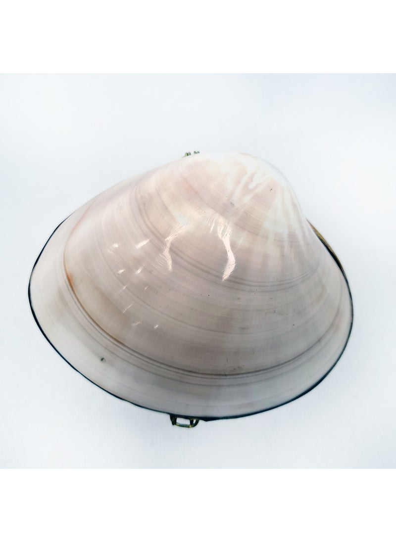 evinizdeki okyanus esintisi turkuaz hediyelik Pearlized Clam Shell Wallet 