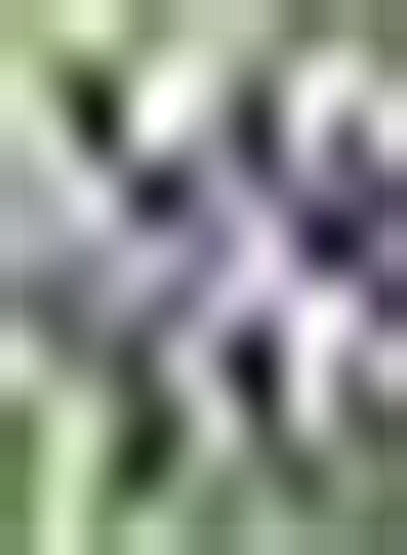 GGOOT 50Stück Lavendelsamen Starkes Aroma Werden zu Ihrem Hausgarten Tolle Dekoration Einstiegsklasse Vielfalt Außenhof Terrasse natürliches Wachstum bringen Gute Laune - Image 2