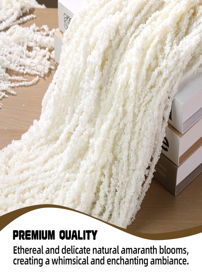 Jtoder مجموعة من 5 قطع من زهور الأمارانثوس المجففة المعلقة من Jtoder، زهور طبيعية محفوظة مثالية لأقواس الزفاف، والمعارض، وتعليقات الحائط، وتنسيقات الزهور، وديكور المنزل (أبيض، 24 بوصة). - Image 4