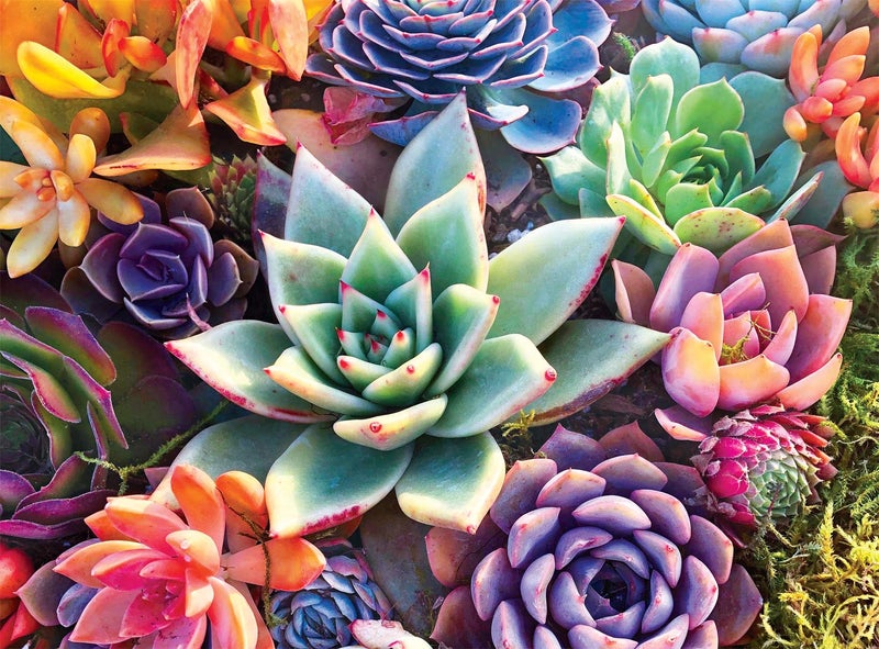 Buffalo Games - James Mertke - Simple Succulent - 1000 Piece Jigsaw Puzzle For Adults - Challenging Puzzle Perfect for Game Nights - Finished Puzzle Size is 26.75 x 19.75 - Image 1