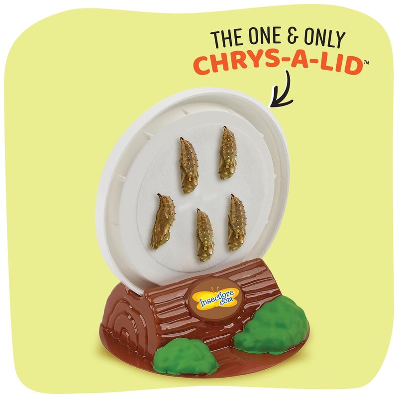 Insect Lore Butterfly Garden with 10 Live Baby Caterpillars - Habitat, Feeder, Chrys-A-Lid Holders, STEM Activity Journal - Raise and Release Painted Lady Butterflies - Image 2