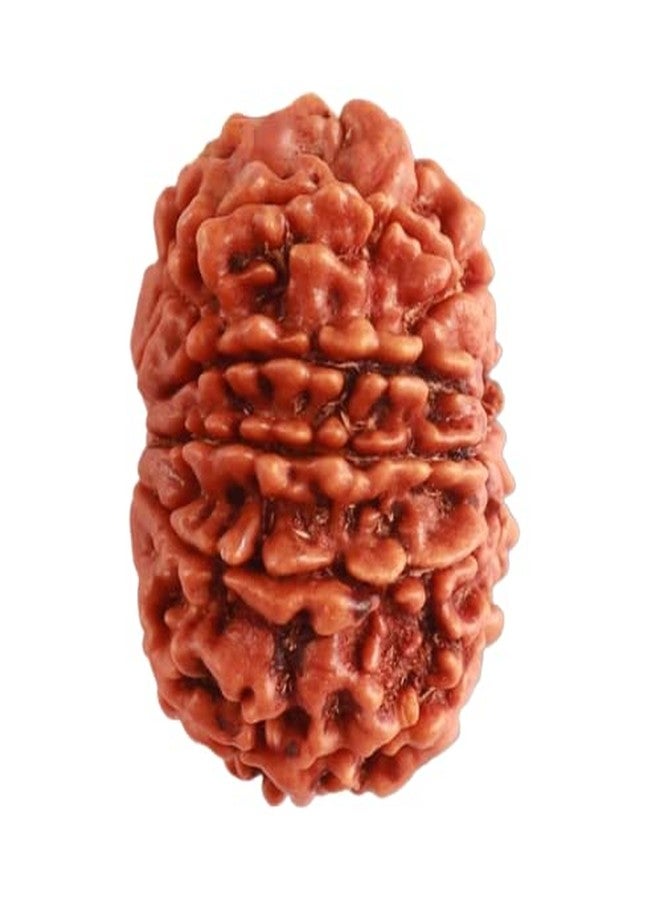 IRIS GEMS 10 Mukhi Rudraksha Nepal दस मुखी रुद्राक्ष 10 Face Rudraksha Original Certified By Igl Das Mukhi Rudraksha 10 मुखी रुद्राक्ष Rudraksha Beads For Men Women Ten Mukhi Rudraksha 10 Mukhi Dasha Mukhi Rudraksha By IRIS GEMS - Image 2