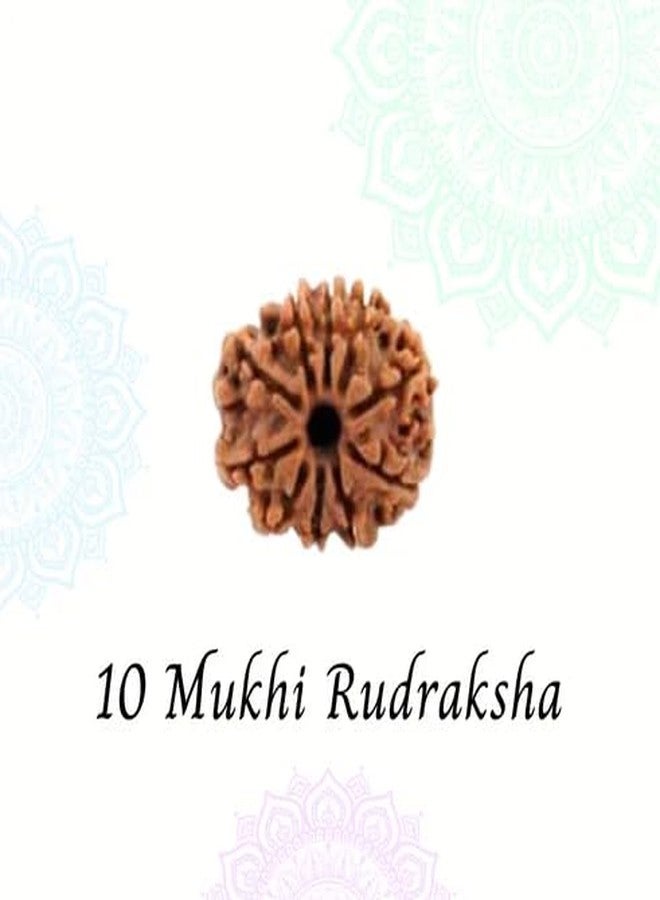 IRIS GEMS 10 Mukhi Rudraksha Nepal दस मुखी रुद्राक्ष 10 Face Rudraksha Original Certified By Igl Das Mukhi Rudraksha 10 मुखी रुद्राक्ष Rudraksha Beads For Men Women Ten Mukhi Rudraksha 10 Mukhi Dasha Mukhi Rudraksha By IRIS GEMS - Image 3
