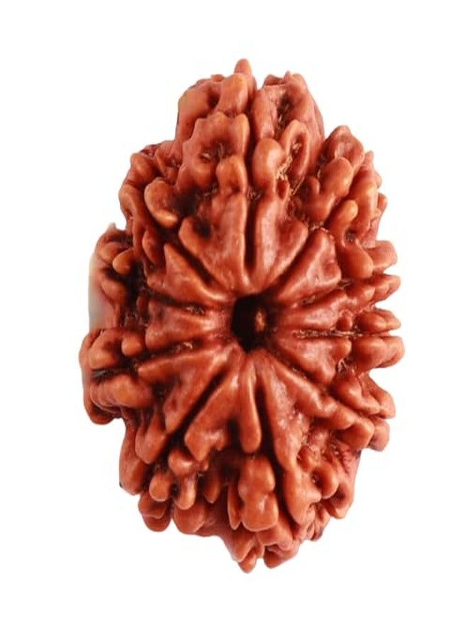 IRIS GEMS 10 Mukhi Rudraksha Nepal दस मुखी रुद्राक्ष 10 Face Rudraksha Original Certified By Igl Das Mukhi Rudraksha 10 मुखी रुद्राक्ष Rudraksha Beads For Men Women Ten Mukhi Rudraksha 10 Mukhi Dasha Mukhi Rudraksha By IRIS GEMS - Image 1