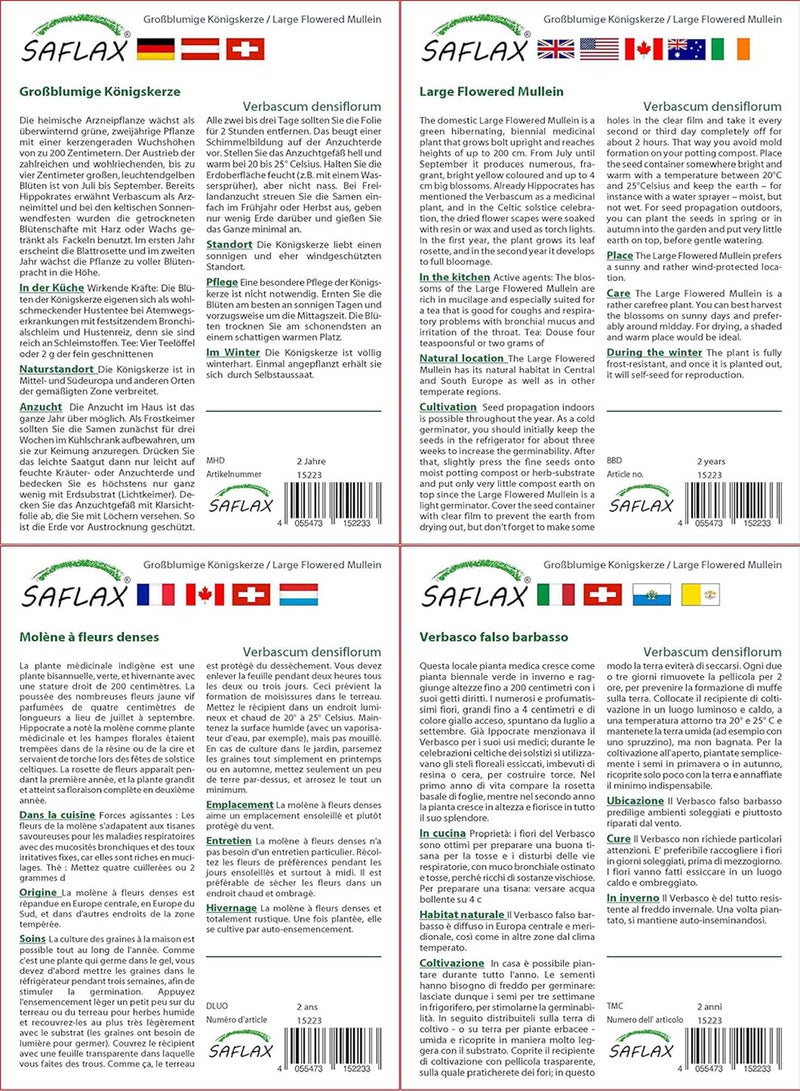 GGOOT Large Flowered Mullein - 500 Seeds - Verbascum densiflorum - Image 3