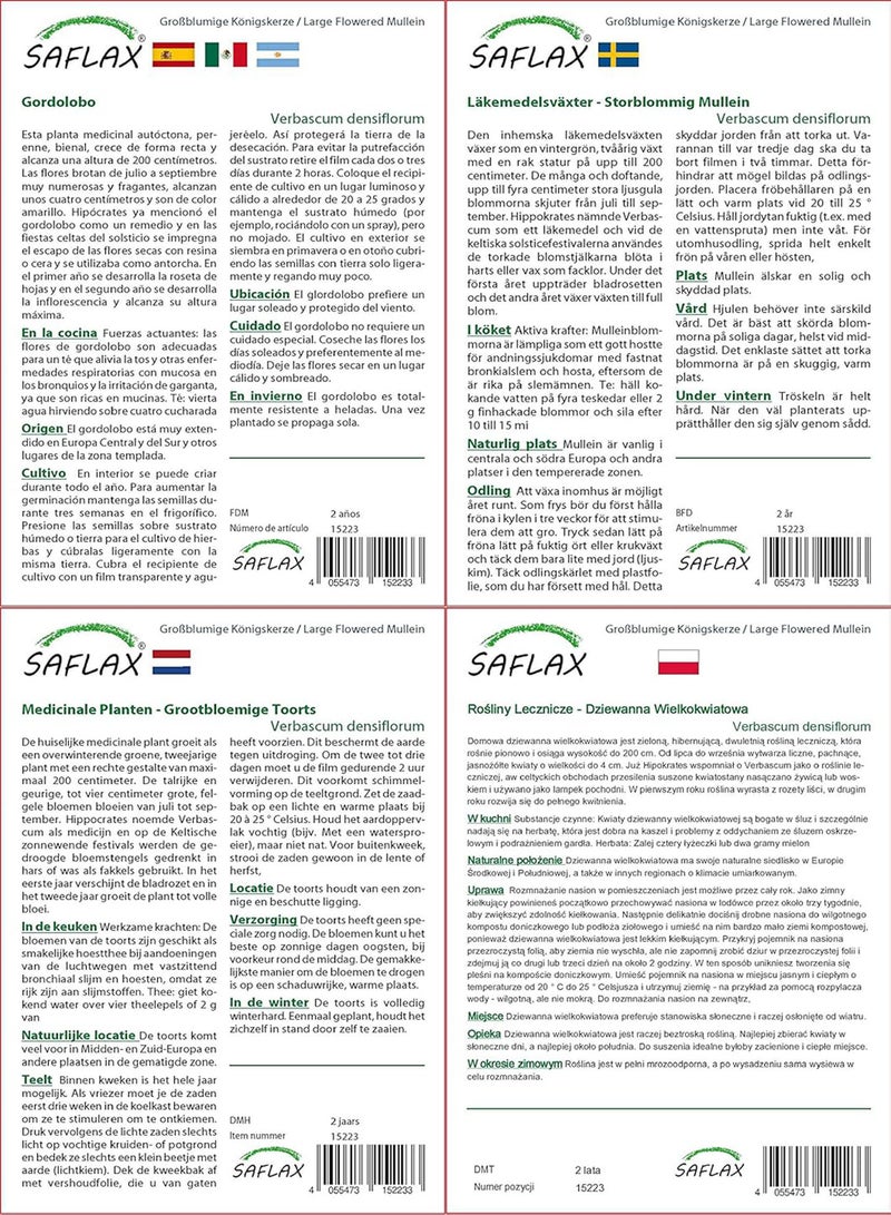 GGOOT Large Flowered Mullein - 500 Seeds - Verbascum densiflorum - Image 4