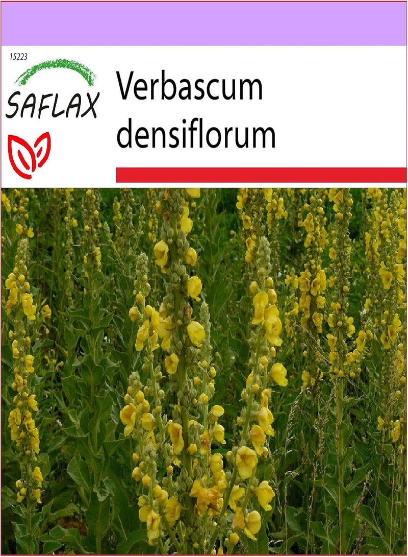 GGOOT Large Flowered Mullein - 500 Seeds - Verbascum densiflorum - Image 1