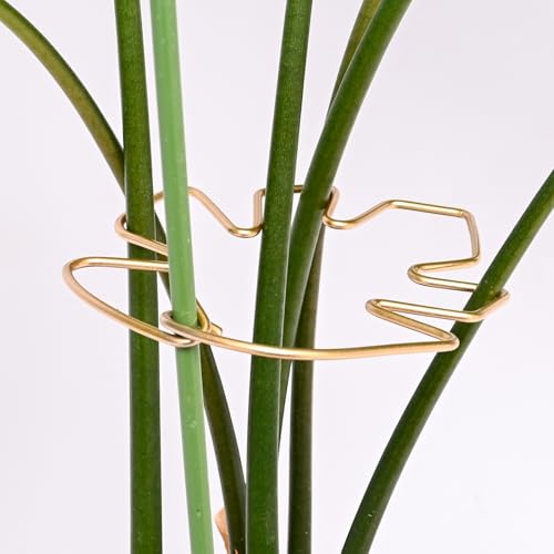 GOOOXIM 5.5 * 4.7IN Monstera Stem Support Stake with Clips - 5Pcs Durable Climbing Plant Support for Monstera, Fishbone Cactus, Easy Installation, for Plant Lovers - Image 1