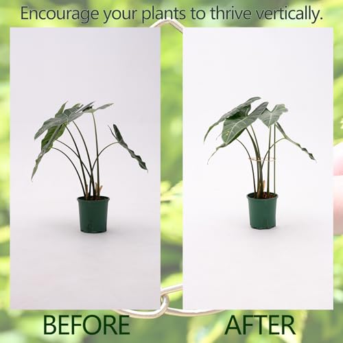GOOOXIM 5.5 * 4.7IN Monstera Stem Support Stake with Clips - 5Pcs Durable Climbing Plant Support for Monstera, Fishbone Cactus, Easy Installation, for Plant Lovers - Image 3