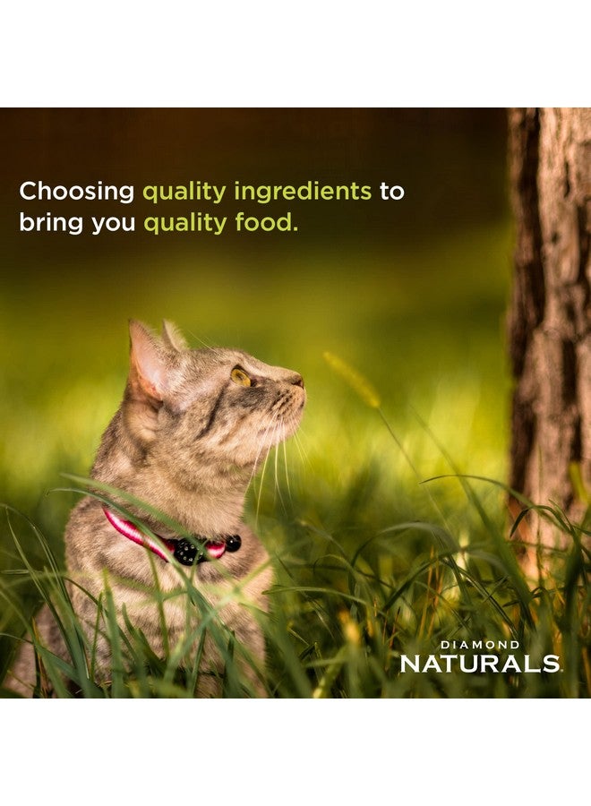 Diamond Naturals Premium Real Meat Recipe Dry Indoor Cat Food With Protein From CageFree Chicken, Antioxidants Probiotics To Support Healthy Immune And Digestive Systems 6Lb - Image 3
