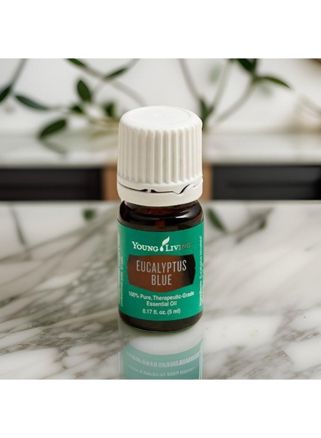 Young Living Eucalyptus Blue Premium Essential Oil Diffuser - 100% Pure, Cool & Refreshing Scent - Aromatherapy for Relaxation and Muscle Relief - 5ml Bottle