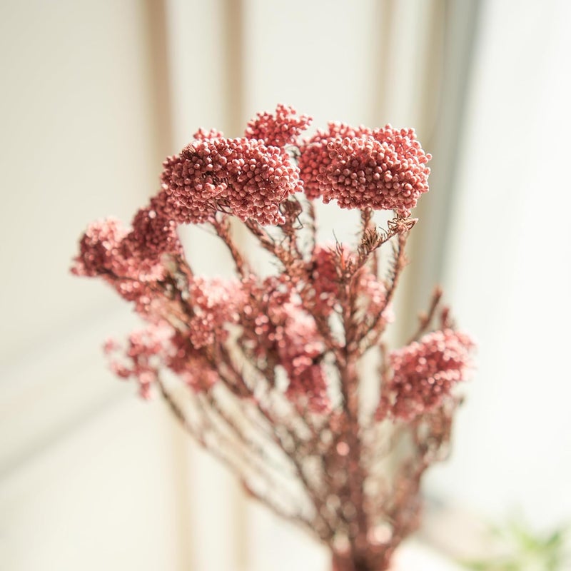 Arte Casa Arte Casa Dried Flower Rice FlowerLight Pink Lovely Flower Bunch Soft Pink Floral Arrangement Gift for Special Occasions Anniversary Valentine 3 Stems with Multiple Branch Light Pink  - Image 1