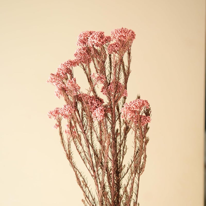 Arte Casa Arte Casa Dried Flower Rice FlowerLight Pink Lovely Flower Bunch Soft Pink Floral Arrangement Gift for Special Occasions Anniversary Valentine 3 Stems with Multiple Branch Light Pink  - Image 5