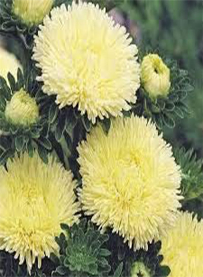 GGOOT seeds Fresh 100 pcs Aster Flower seeds for Planting Light Yellow