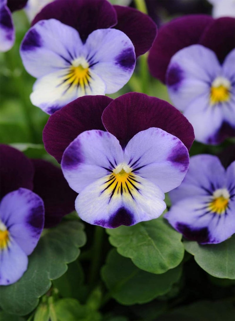 GGOOT Johnny Jump Up Flower Seeds - Viola cornuta 'Helen Mount' - Edible Flower - Image 3