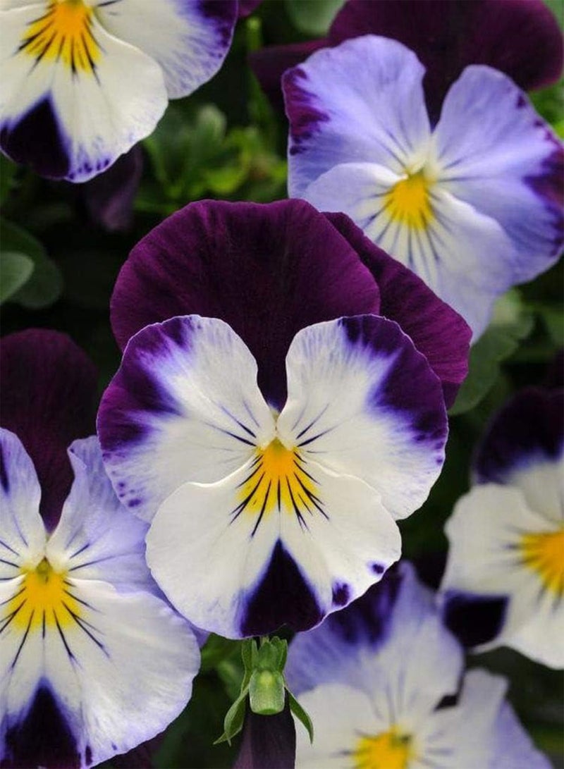 GGOOT Johnny Jump Up Flower Seeds - Viola cornuta 'Helen Mount' - Edible Flower - Image 1