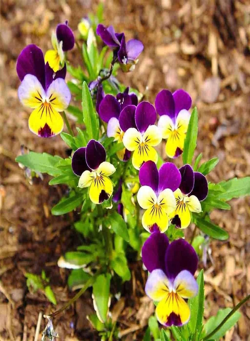 GGOOT Johnny Jump Up Flower Seeds - Viola cornuta 'Helen Mount' - Edible Flower - Image 5