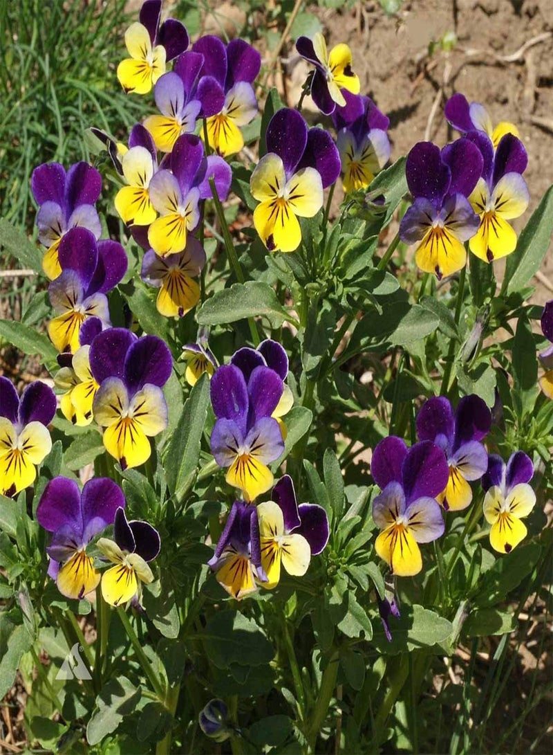 GGOOT Johnny Jump Up Flower Seeds - Viola cornuta 'Helen Mount' - Edible Flower - Image 4
