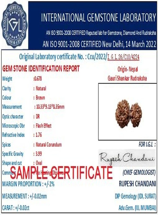 Gaurishankar Rudraksha أصلي معتمد 25 مم مدمج Gori Shankar Rudraksha نيبال Gowri Shankar Rudraksha خرز بني مدمج مع قلادة أو Laal Dhaga من IRIS GEMS - Image 5