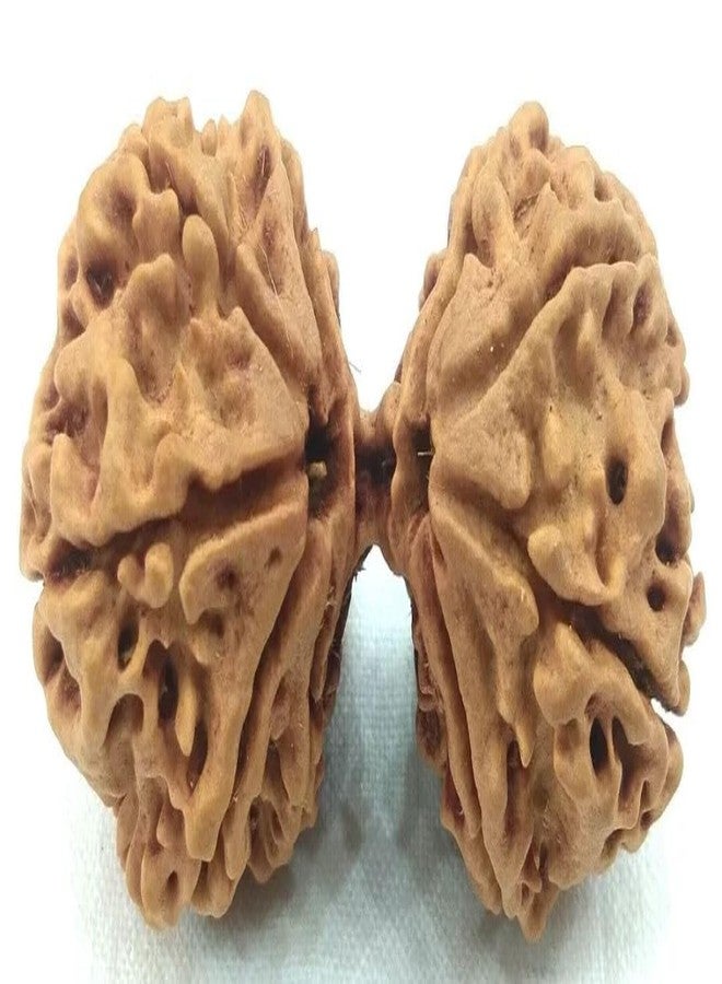 Gaurishankar Rudraksha أصلي معتمد 25 مم مدمج Gori Shankar Rudraksha نيبال Gowri Shankar Rudraksha خرز بني مدمج مع قلادة أو Laal Dhaga من IRIS GEMS - Image 4