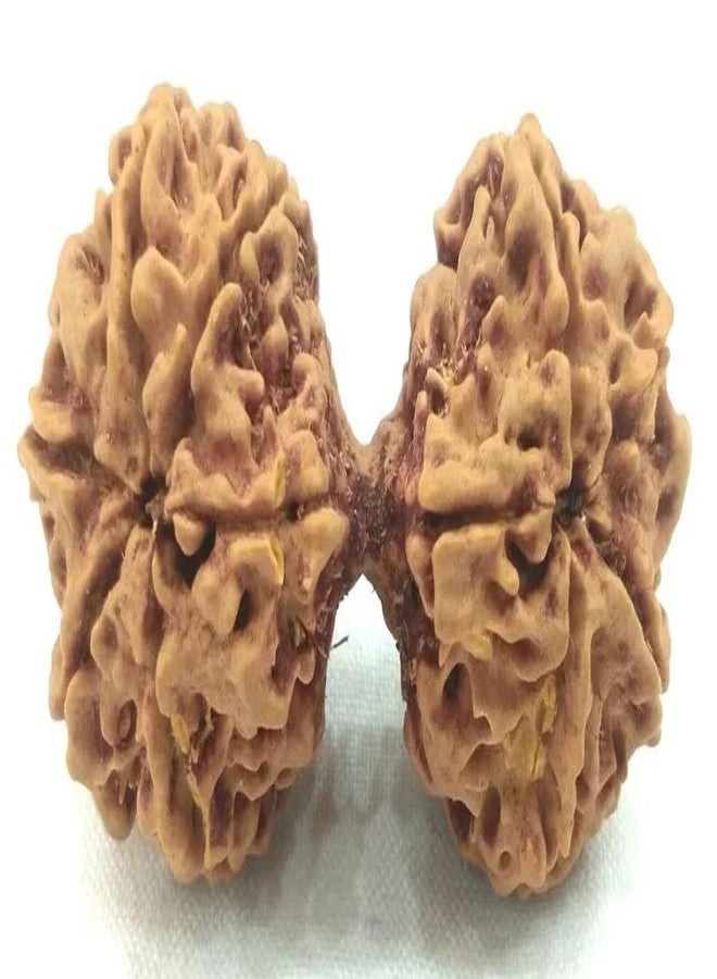 Gaurishankar Rudraksha أصلي معتمد 25 مم مدمج Gori Shankar Rudraksha نيبال Gowri Shankar Rudraksha خرز بني مدمج مع قلادة أو Laal Dhaga من IRIS GEMS - Image 3