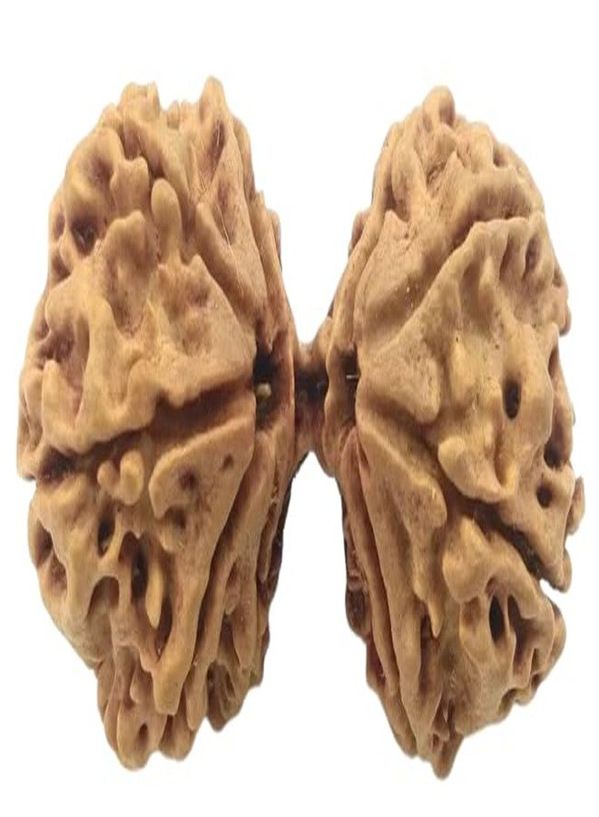 Gaurishankar Rudraksha أصلي معتمد 25 مم مدمج Gori Shankar Rudraksha نيبال Gowri Shankar Rudraksha خرز بني مدمج مع قلادة أو Laal Dhaga من IRIS GEMS - Image 1