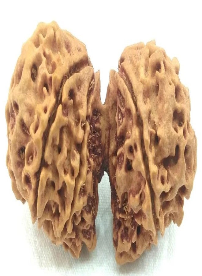 Gaurishankar Rudraksha أصلي معتمد 25 مم مدمج Gori Shankar Rudraksha نيبال Gowri Shankar Rudraksha خرز بني مدمج مع قلادة أو Laal Dhaga من IRIS GEMS - Image 2