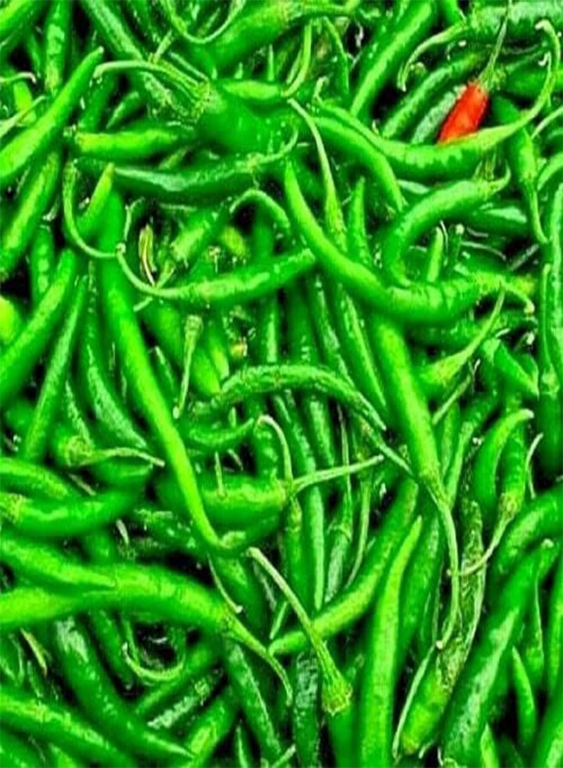 جي جوت 25 بذرة من بذور الفلفل الحار الأخضر الطويل لحديقة المطبخ - Image 2