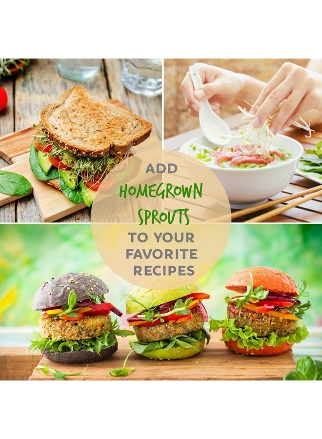 Handy Pantry بذور البرسيم العضوي المعتمد للإنبات - 16 أونصة - Image 5