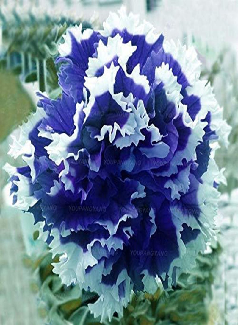GGOOT Fresh 100 pcs Hanging Petunia Perennial Flower Seed for Planting Blue - Image 1