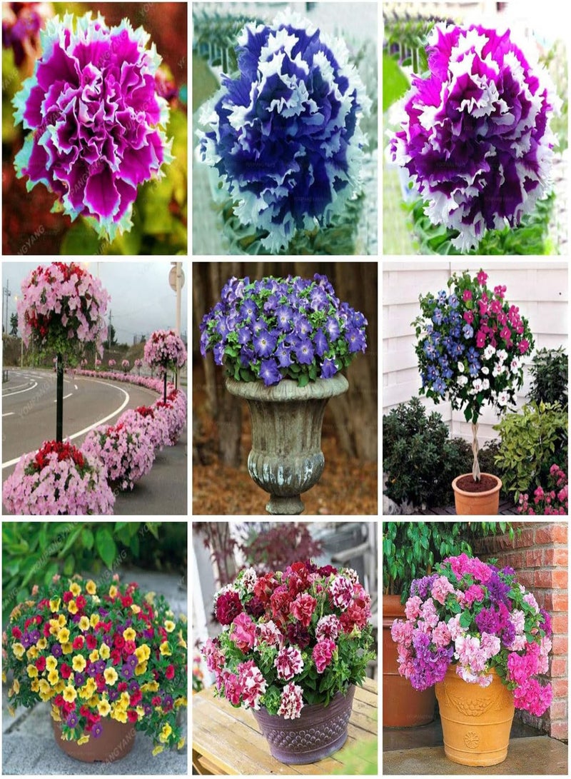 GGOOT Fresh 100 pcs Hanging Petunia Perennial Flower Seed for Planting Blue - Image 2