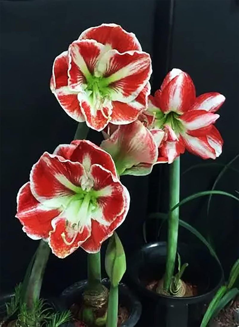 GGOOT 2pcs Mixed Color Amaryllis Seeds Easy to Grow Bring Sense of Accomplishment Suitable for Beginners Novice Gardeners DIY Garden Craft Art Decoration - Image 2