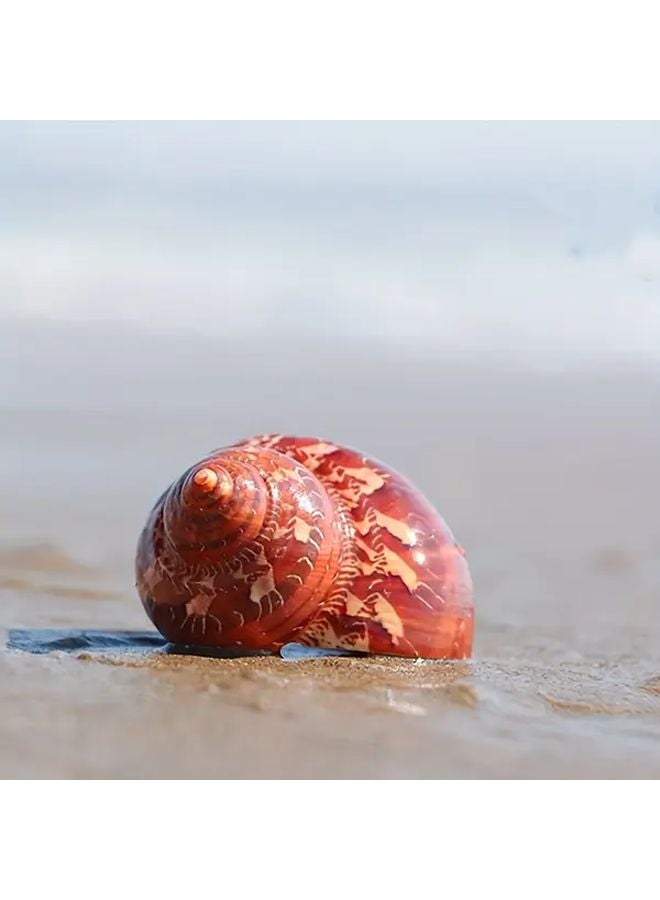 Cat Eye Snail Shell Natural Aquarium Decor For Hermit Crabs Home Accents 1pc - Image 2