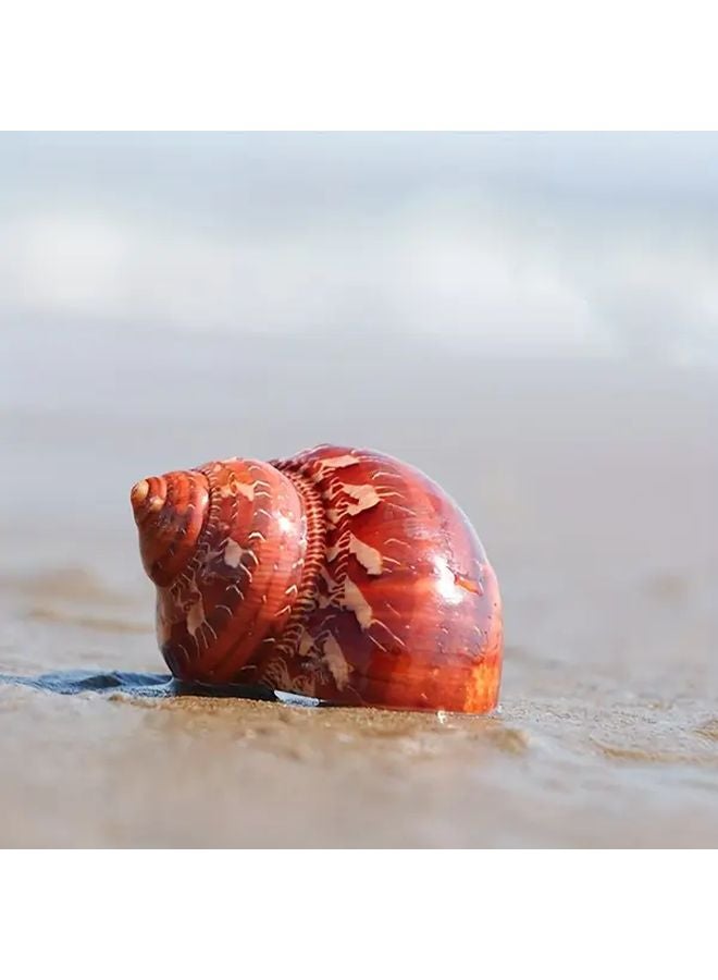 Cat Eye Snail Shell Natural Aquarium Decor For Hermit Crabs Home Accents 1pc - Image 1