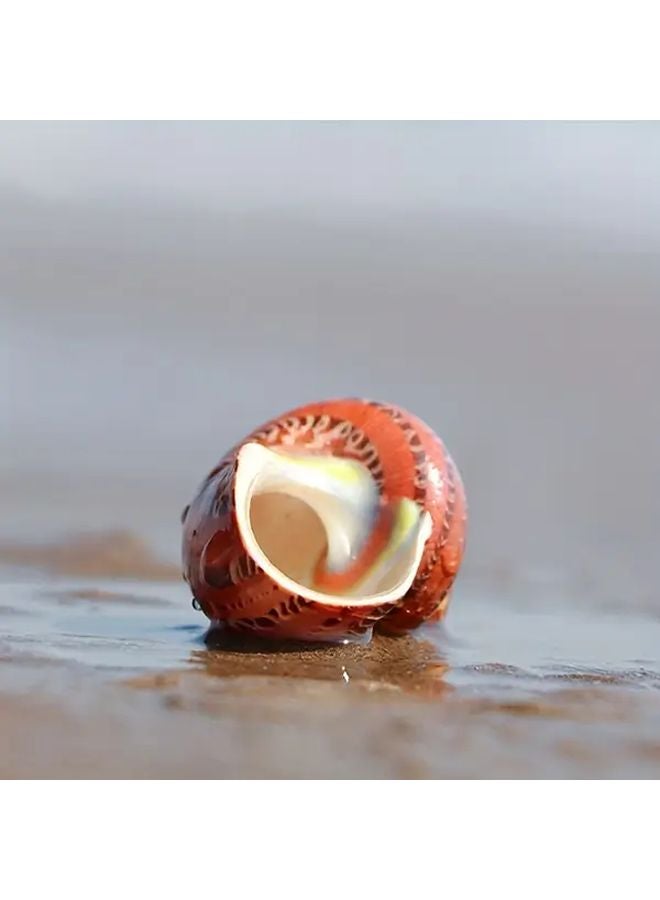 Cat Eye Snail Shell Natural Aquarium Decor For Hermit Crabs Home Accents 1pc - Image 4