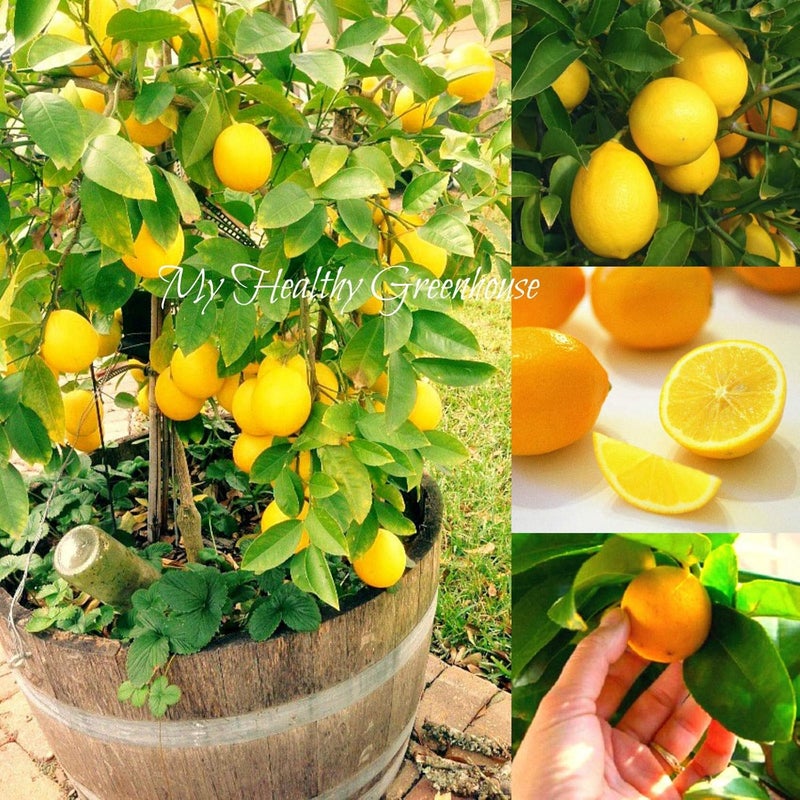 Semi   Auto impollinazione Nano Limone Meyer â€œCitrus meyeriâ€ Albero Outdoor Indoor!