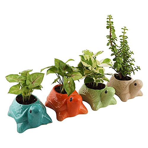Leafy Tales Turtle Shape Ceramic Pot, Green, 4 Inch Size 1 pc - Image 3