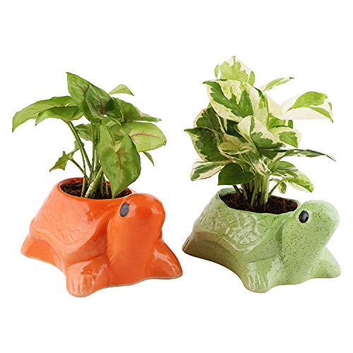 Leafy Tales Turtle Shape Ceramic Pot, Green, 4 Inch Size 1 pc - Image 5
