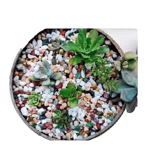 Boniosz 2LB Succulent and Cactus Gravel Pebbles, 1/4 Inch - 1/3 Inch Natural Decorative Polished Stones, River Rocks for Plants, Aquariums, Vases, Terrarium and Outdoor Gardening, 5 Mixed Colors - Image 5