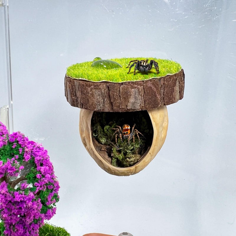 Daerky Jumping Spider Hideout, Magnetic Jumping Spider Hiding Habitat, Spider Climbing Platform, Handmade Spider Fence Accessory from Natural Materials, Suitable for Jumping Spiders and Other Small Insects - Image 1