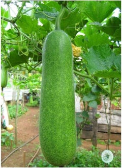 Hairy Gourd 10 Seeds Fuzzy Vegetable Garden MOKWA Mao gua Qua Melon Squash