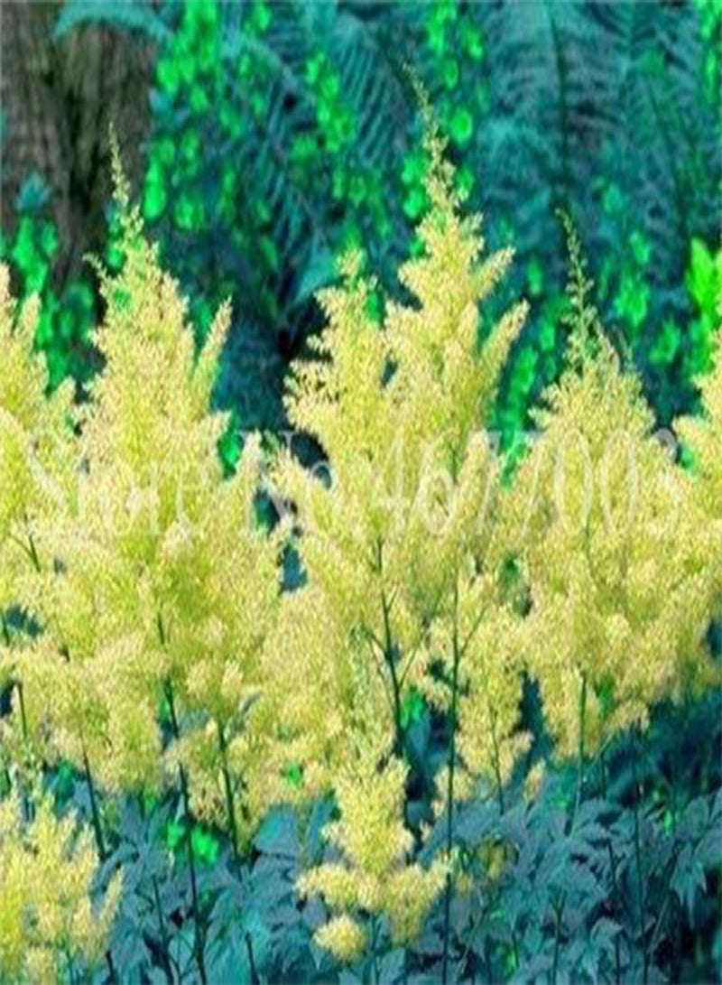 GGOOT New 100PCS Astilbe Flower Seeds for Gardening Light Green - Image 1
