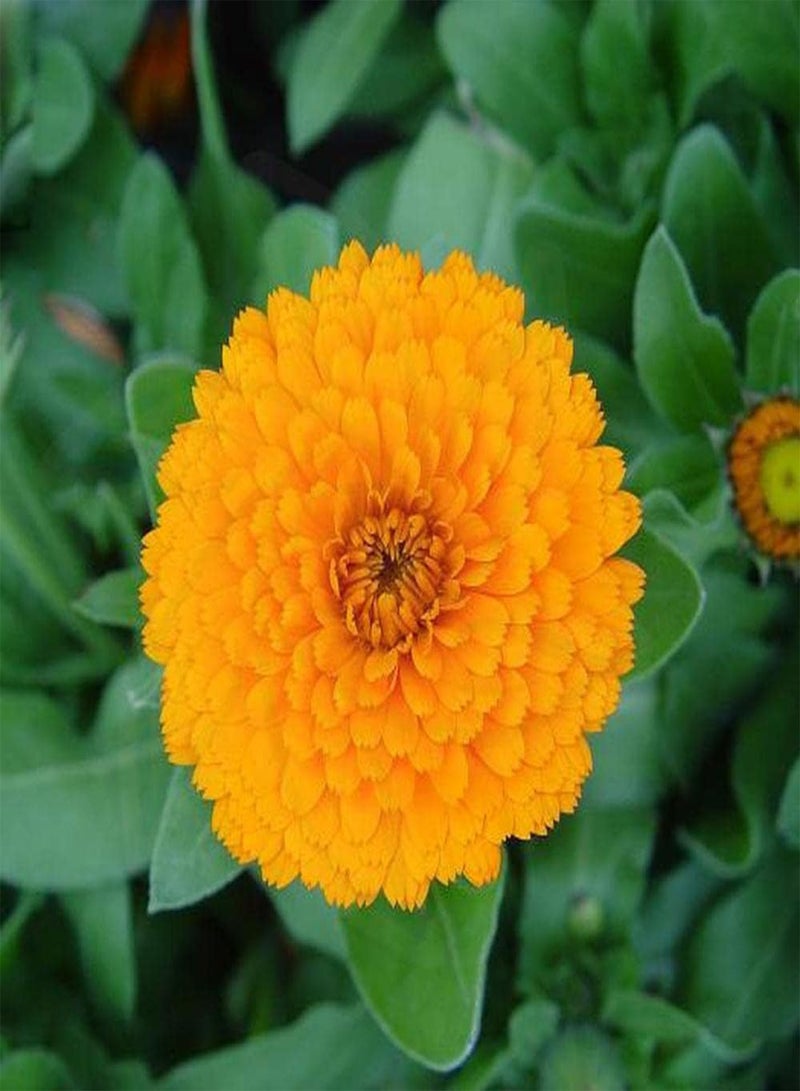 GGOOT 100Pcs Calendula Seeds Faint Fragrance When Flowers Bloom Suitable for Planting in Garden Green Space Period is Loved by People - Image 1