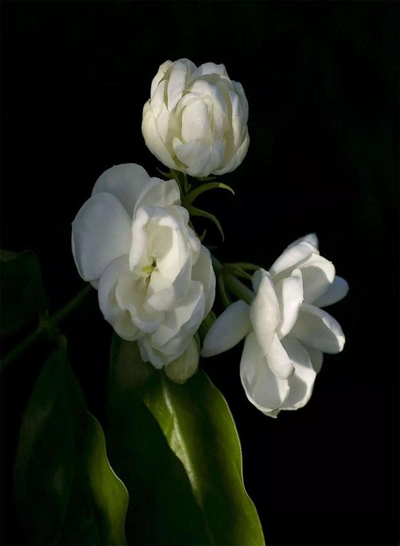 جي جوت 10 قطع من بذور الياسمين، زهور تراثية معمرة، رائحة منعشة وممتعة تجذب النحل والفراشات وتضفي الحياة على الحديقة - Image 1