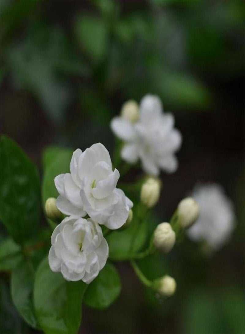 جي جوت 10 قطع من بذور الياسمين، زهور تراثية معمرة، رائحة منعشة وممتعة تجذب النحل والفراشات وتضفي الحياة على الحديقة - Image 2